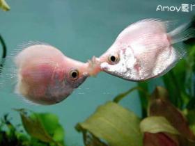 浪漫接吻鱼来鼓浪屿过情人节