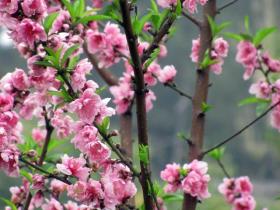 忠仑公园：正是一年桃花盛开时