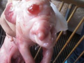 恐怖:翔安竟然出现了这种小猪仔