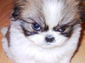 公交车上的男女对话(闽南语笑话)