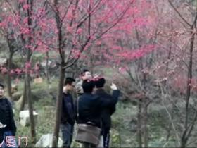 2012情人节厦门樱花实拍视频
