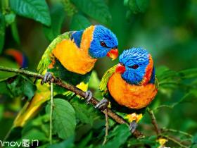 说闽南语的神奇鹦鹉