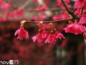 印象厦门·文曾路的樱花