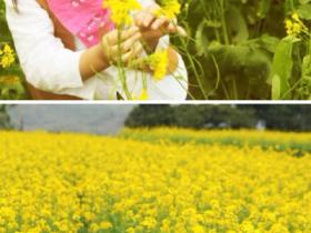 2012到厦门同安赏油菜花吧