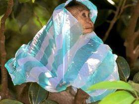 闽南语笑话·有没有塑胶袋