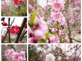 忠仑公园桃花开,姹紫嫣红报春来