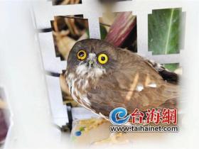 上帝在厦门玩愤怒的小鸟?
