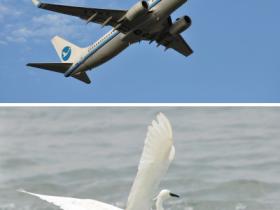 【航空摄影】厦门铁鸟VS水鸟·俩白鹭谁更帅气?