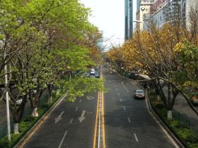 【厦门街景】一边是春天,一边是秋天。