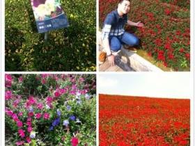 玛琪雅朵花海·四季皆有花