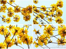 厦门街头美丽的黄花风铃盛开