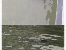 （快讯）厦门旅游客运码头惊现浮尸