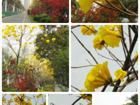 黄花争艳·挂满枝头