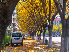 一个永远不乏浪漫的城市·邂逅落叶