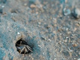 鳌园滩地:小时候最爱抓的小螃蟹