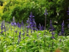 忠仑公园:像花儿一样生活