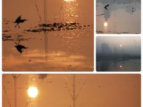 海沧湖晨光中的海鸟