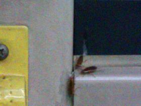 厦门33路公交车:小强的天堂