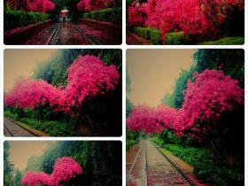 厦门爱情神树:心形三角梅,您去看过吗?