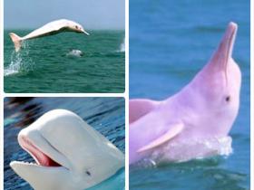 八月，请到厦门火烧屿看白海豚吧