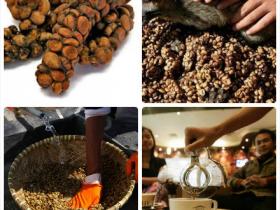 厦门猫屎咖啡,你敢喝吗?