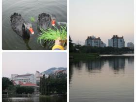 厦大湖畔 ,自在的黑天鹅