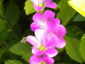 厦门街头随拍:五朵小花