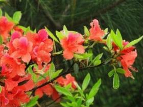 雾里看花:云顶山的野生杜鹃花