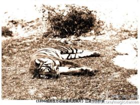 解放前的厦门:随处可见的老虎
