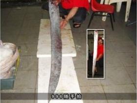 比姚明还高:两条鱼王现身厦门八市