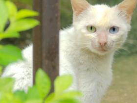 奇异猫咪,眼睛一只蓝一只黄