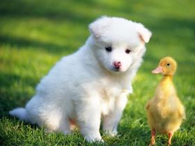 通知:带狗洗澡时请务必带狗证或狗牌