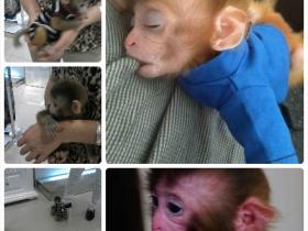 厦门实拍到传说中的萌猴子