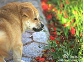 谁说堕落不是美?凤凰花开厦门