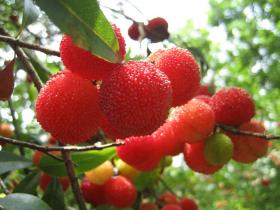 海沧:杨梅自己摘随便吃 带走一斤两块钱