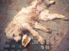 心痛:一只被遗弃的狗