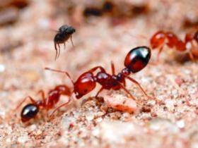 “毒蚂蚁”红火蚁肆虐翔安20多人被咬伤