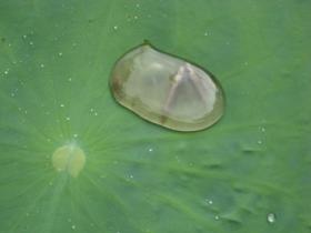 厦大最感人的一段爱情:露水里的两条鱼