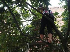 老当益壮 六旬啊嫲爬树摘龙眼