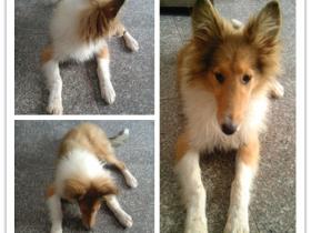 Amoy厦门 博主寻狗