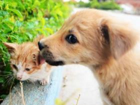 海沧街头:热恋中的小狗小猫