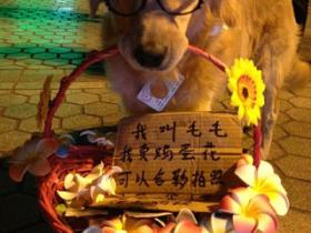 萌爆了:鼓浪屿惊现卖鸡蛋花的狗狗