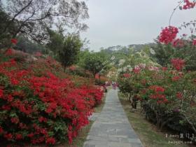 冬天,一起到厦门梅海岭遇见花海