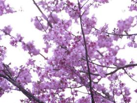 厦门忠仑公园的樱花 下月就盛开啦