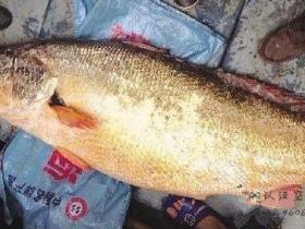 漳州渔民捕到一条鱼，卖了82万！