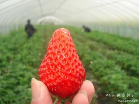 厦门哪里能摘草莓? 厦门最全“草莓地图”来了
