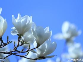 厦门最大玉兰花园于天竺山建成  3月可看玉兰花海