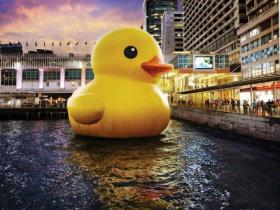 嘎嘎嘎!大黄鸭真的来啦!大黄鸭正式登陆厦门海沧啦