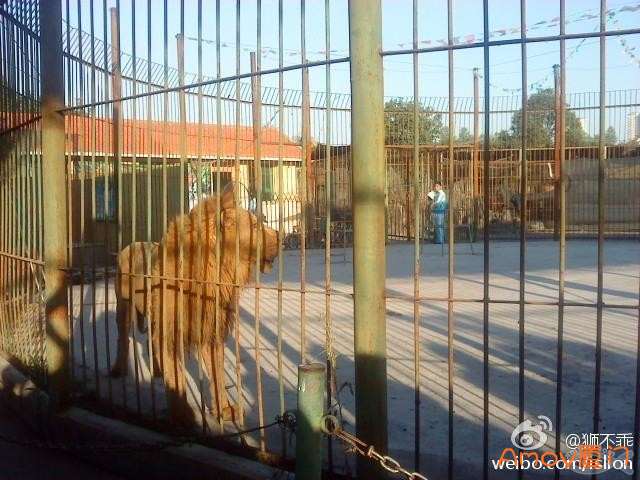 狮子皮包骨，海沧野生动物园被爆虐待动物