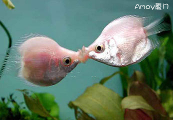浪漫接吻鱼来鼓浪屿过情人节